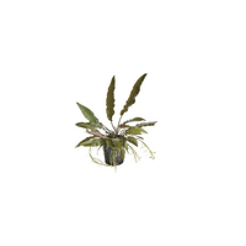 6x Cryptocoryne Usteriana